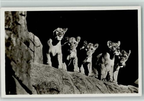 Löwenschlucht Foto ca 1920 AK