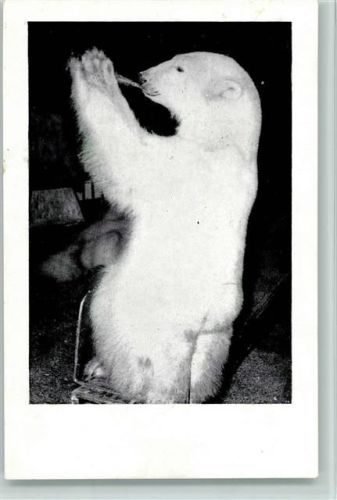 Willy Hagenbecks Raubtier Dressurschau - Eisbär