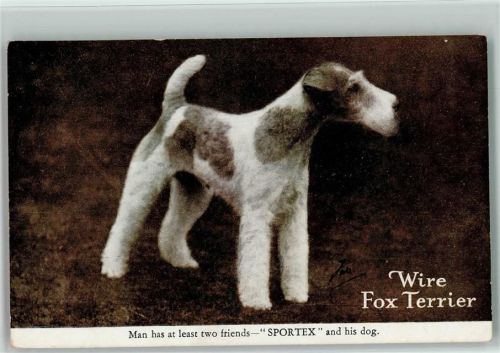 Werbung für Sportex Postkarten Terrier