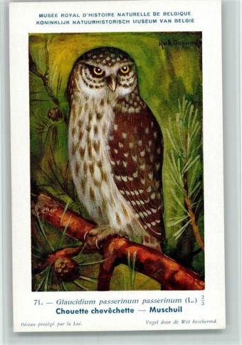 Nr. 71 - sign Dupond - Muschuil - Naturhist. Museum van Belge AK Sehr gute Erhaltung