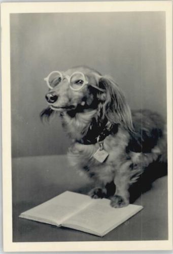 Buch lesen - Dackel mit Brille - Foto 1936 AK