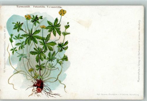 Nr. 39 Kneippsche Pflanzenbilder 1900 AK Medizin