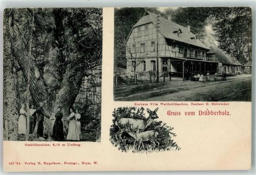 27313 W2817 Drübber - Drübberholz Kurhaus Villa Waldschlößchen Mathildeneiche Rehe