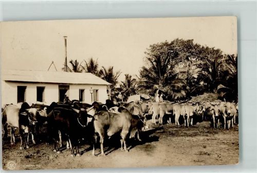 Zebu und Esel Herde Saadani Tansania