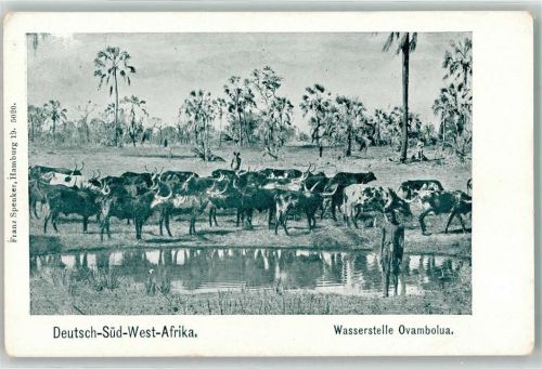 Namibia Wasserstelle Ovambolua Rinder