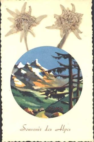 Echtes Edelweiß, Souvenir des Alpes