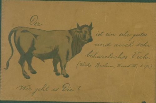 Stier