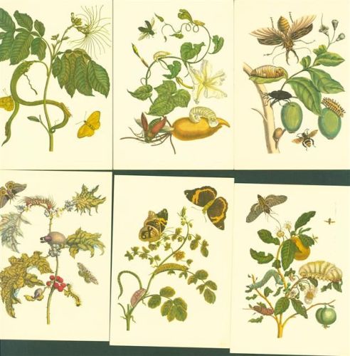Lot mit 10 AK Käfer Schmetterlinge Raupen Bienen