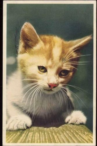 Katze, 52252,Coloprint AKU1 Zoo um 1950/60