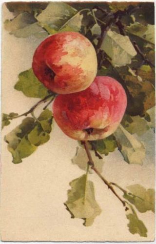 um 1920/30 Äpfel, nicht signierte C. Klein, 1422