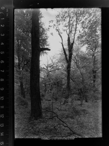Bockhorn Neuenburger Urwald