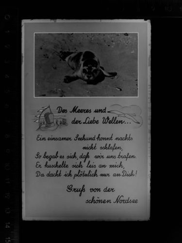 Cuxhaven Seehund, Gedicht