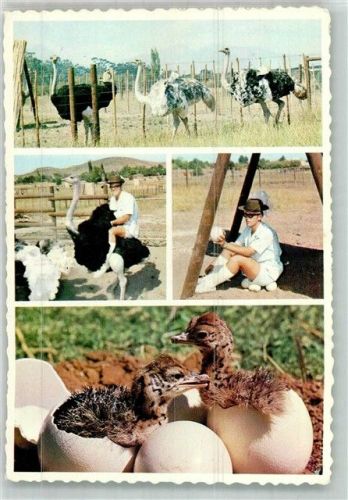 Kapstadt 1985 Straupenfarm Luftpost