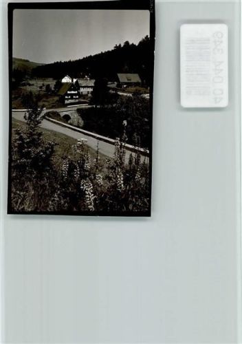 Hundsbach Lupinen