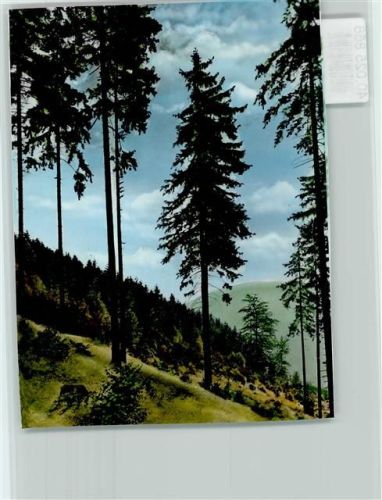 38640 W3380 Hahnenklee FOTO KEINE AK Wald