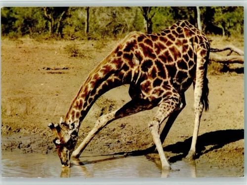 Giraffe beim trinken
