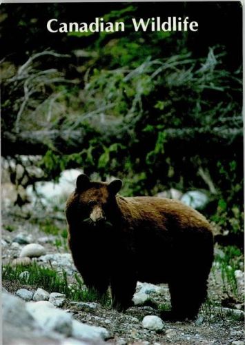 Grizzly Bär in den Kanadischen Rocky Mountains AKU2