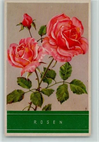 Rosa Rosen