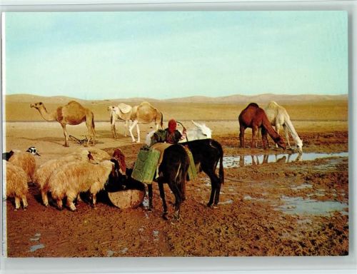 Kamele, Esel und Schafe an der Wasserstelle in der Jüdischen Wüste