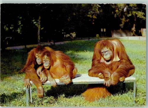 Orang-Utan Gruppe Zoo Dresden