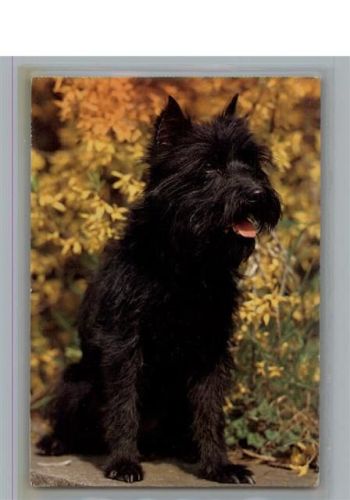 Hund Hund Zwergschnauzer