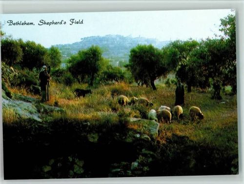 Shepherd´s Feld Schäfer mit Schafherde