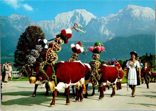 Ramsau Almabtrieb im Berchtegadener Land geschmückte Kühe und Bäuerin
