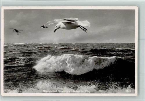Norderney Möwe im Flug