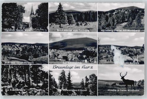 Braunlage Hirsche