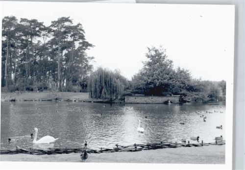 Rüsselsheim Foto See Schwan Baum