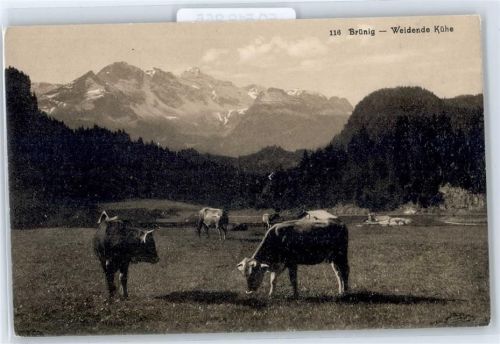 Brünig Weidende Kühe