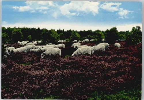 Wildeshausen Schafe Heide