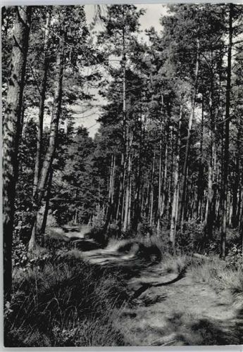 Blender Waldweg