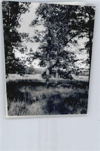 Sarlhusen Foto mit Negativ