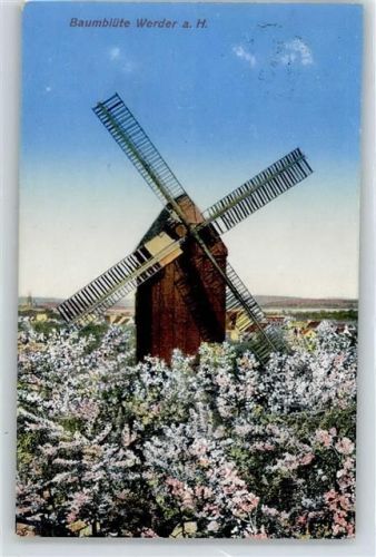 Werder Windmühle, Baumblüte