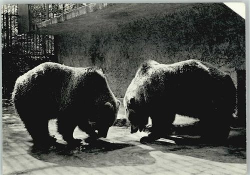 Tierpark Zoo Eberswalde Braunbären Bär 1967 Foto AK