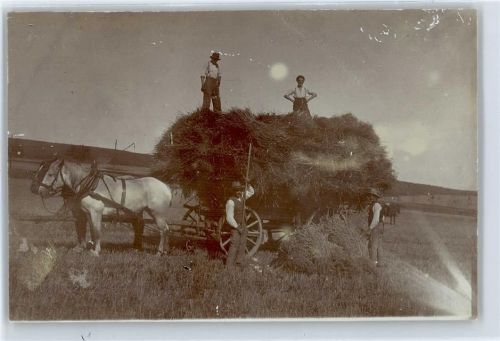 Erntezeit , Foto-Karte