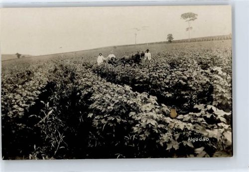 Baumwollernte , Foto-Karte