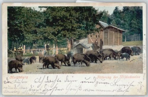 Moritzburg Fütterung der Wildschweine