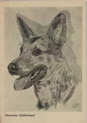 Deutscher Schäferhund sign.