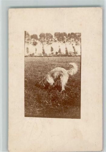 1917 Privatfoto AK