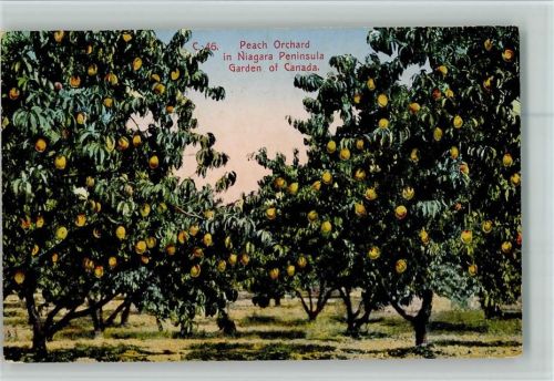 1920 Peach Orchard in Niagara Peninsula, Garden of Canada - Früchte