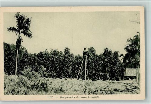 Kep - Arbeiter Pflücker in der Pfefferplantage ca 1930 Berufe AK
