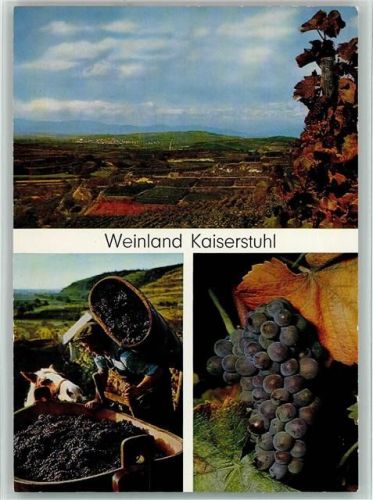Oberbergen Weinlese Reben