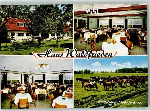 Dülmen Haus Waldfrieden Wildpferde im Merfelder Bruch Rückseite mit Abschürfungen bzw Kleberesten