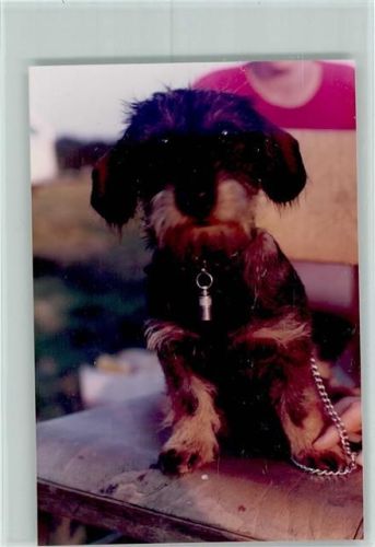 Altenwalde Segelflugplatz Hund von Blömer und Thomas Rauhaardackel