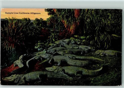 Sample Line California Alligators