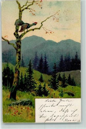 1902 Auerhahn