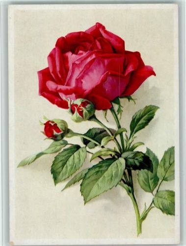 Rote Rose