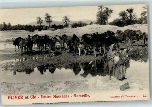 Tunis Kamele Oase